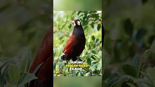 Montezuma Oropendola  Sang Arsitek di atas pohon shorts [upl. by Atiuqaj]