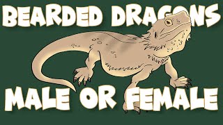 How to Tell If Bearded Dragon is Male or Female [upl. by Jat]