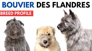 Bouviers des Flandre Breed Profile History  Price  Traits  Bouviers des Flandre Grooming Needs [upl. by At]