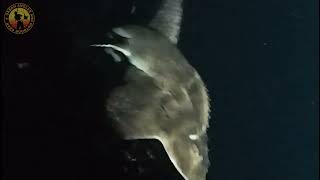 Bowmounth Guitarfish caught on rod and line [upl. by Aleehs]