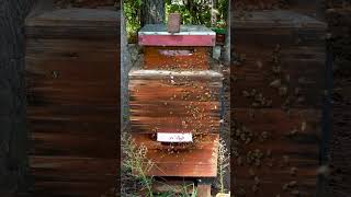 Bees Returning Home beekeeper animalhusbandry bees beekeeperlife bugfarmer honey bee [upl. by Bronnie]