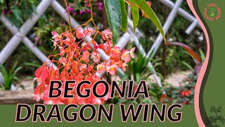 BEGONIA DRAGON WING Information Description amp More [upl. by Eilyk505]