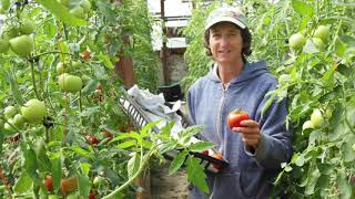 Ask Gardener Lynn quotHow do I keep my seedlings from getting leggyquot [upl. by Orgalim264]