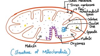 How to draw structure of Mitochondria  Mitochondria easy lebelled diagram [upl. by Elwee]