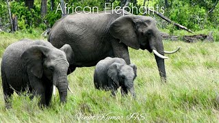 African Elephants Loxodonta africana and Loxodonta cyclotis 🐘 Africa Tour Vineet Kumar IFS [upl. by Jami734]