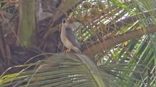 Diwali greetings from majestic royal SHIKRA Tachyspiza badia or Accipiter badius in Mapusa [upl. by Malley879]