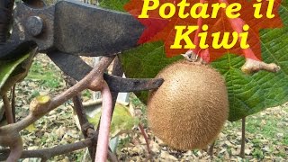 POTARE IL KIWI [upl. by Colston456]