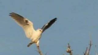 White tailed kite [upl. by Yaniv]