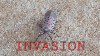 Spotted Lanternfly Infestations At Amityville LIRR [upl. by Aisatsanna]