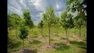 Agarwood Tree Plantation in Thailand [upl. by Sophey]