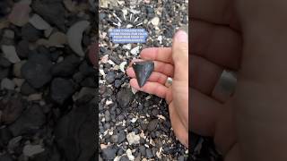 Great white shark tooth found by a paleontologist 🦈🤩 fossils greatwhite [upl. by Emelita193]