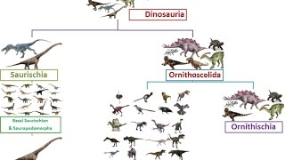 New family tree of dinosaur [upl. by Aleahc]