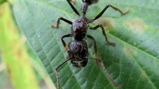 Holding a bullet ant Paraponera clavata [upl. by Eimarej]