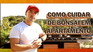 COMO CUIDAR DE BONSAI EM APARTAMENTO [upl. by Corie662]