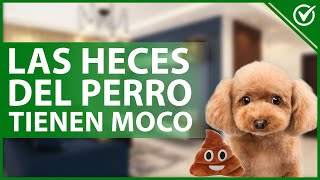 🐩 ¿Por qué las HECES de mi perro tienen MOCO  Causas y tratamiento 💩🐩 [upl. by Odine]