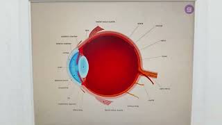 Optika Kršev Ruma  Detaljni Očni Pregledi i Profesionalni Optometristi 2025 [upl. by Townshend397]