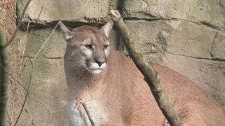 California Mountain Lion Attack 18yearold expected to survive attack that killed brother [upl. by Deirdra996]