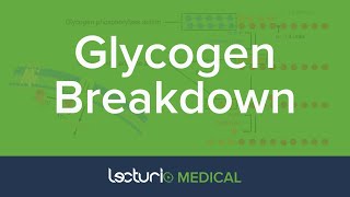 Glycogen Breakdown  Glycogen Metabolism  Biochemistry [upl. by Lynnell312]