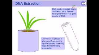 DNA extraction from plants [upl. by Attekal676]