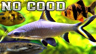 7 Terrible Fish for your Community Aquarium [upl. by Mulvihill]