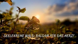 Seelenruhe Wald Balsam für das Herz [upl. by Malva339]