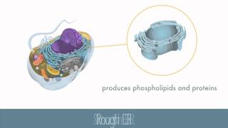 Parts of the Eukaryotic Cell [upl. by Gibert]