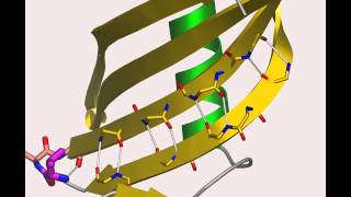 Cystatin A protein that flips out [upl. by Leandre]