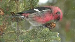 Whitewinged Crossbill [upl. by Ervine]