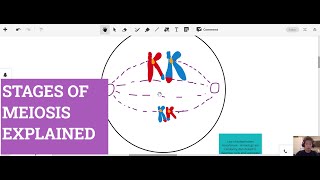 Stages of Meiosis Explained [upl. by Wald317]