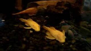 Albino Catfish Ancistrus Enjoying Home made Food [upl. by Gaile]