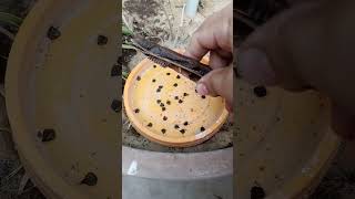 How to collect Seeds harvesting [upl. by Samled]