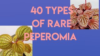 Types of PeperomiaRare varieties of Peperomias [upl. by Ael]