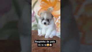 Roupinha natural hi hi hi cuteanimal pomeranian cachorrinhofofinho [upl. by Froma965]