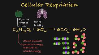 Cellular Respiration Explained Simplified [upl. by Glenda533]