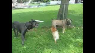 Cane Corso and Boerboel meet for the 1st time rlalumera9316comcastnet [upl. by Walls670]