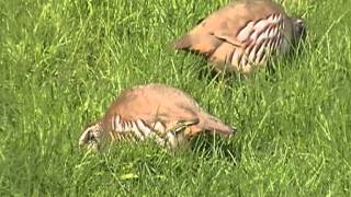 Redlegged Partridge at Treraven Meadows [upl. by Aloysius186]