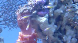 Bryaninops natans Reef Cool [upl. by Bekaj]