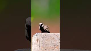 Ashy crowned sparrow lark  Western ghats of India  viralshort shortvideo trending wildlife yt [upl. by Gwynne]