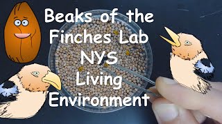 Beaks of the Finches Lab NYS Living Environment WalkthroughVirtual Lab [upl. by Llenrev]