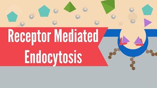 Receptor Mediated Endocytosis [upl. by Lally]