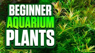 9 Easy Aquarium Plants For Beginners Perfect For Planted Tank Setups [upl. by Mel]