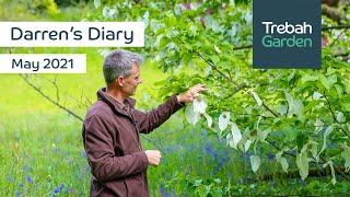 May 2021  Darrens Diary  Early Summer amp Trebahs Champion Handkerchief Tree [upl. by Wallie482]