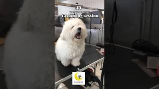 How To Groom The Bichon Frise lalunapetpawlorandhotel shorts bichonfrise dog pets animals [upl. by Wauters]