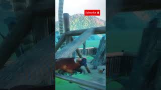 Red Ruffed Lemur Climbing Planet Zoo planetzoo lemur [upl. by Anelram912]