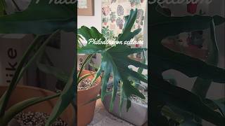 필로덴드론 신엽 나오는 모습 호프셀렘 키우기 Philodendron selloum 호프셀렘식물타임랩스 plant식집사 [upl. by Aracaj]