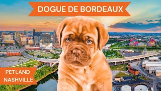 Dogue De Bordeaux Breed Highlights [upl. by Adnotal]