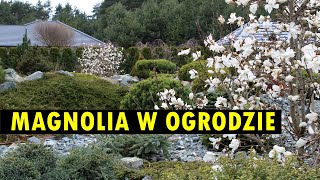 Magnolia – aranżacje gatunki i ciekawe odmiany [upl. by Alyakam307]