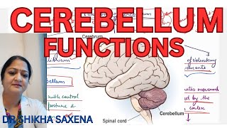 Cerebellum Functions servomechanism damping action ballistic movements [upl. by Aihsekal]