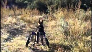 German Shepherd Annabelle Walkin Wheels Dog Wheelchair [upl. by Kelli]