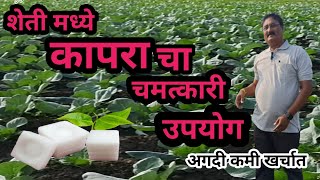 शेती मध्ये कापरा चा चमत्कारी उपयोग  Best Organic Fungicide And Insecticide [upl. by Nodal]